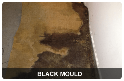 Black-mould