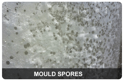 Mould-Spores